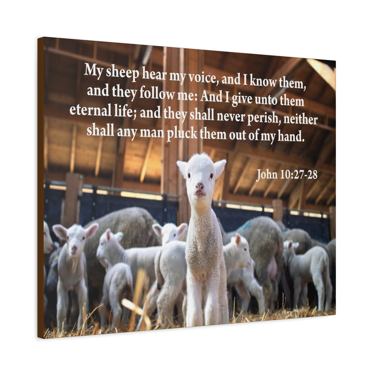 Scripture Canvas My Sheep Hear My Voice John 10:27-28 Christian Wall Art Bible Verse Print Ready to Hang