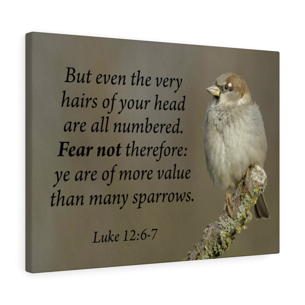Scripture Walls Value Luke 12:6-7 Bible Verse Canvas Christian Wall Art Ready to Hang Unframed-Express Your Love Gifts